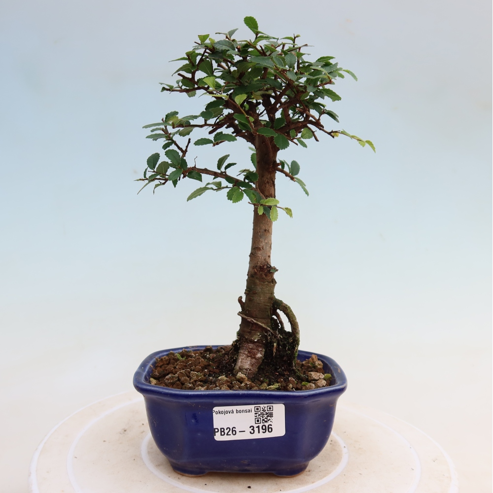 Camera bonsai - Ulmus parvifolia - Olmo a foglie piccole