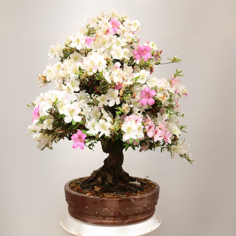 Bonsai da esterno - Azalea giapponese - Azalea Kotobokietsu