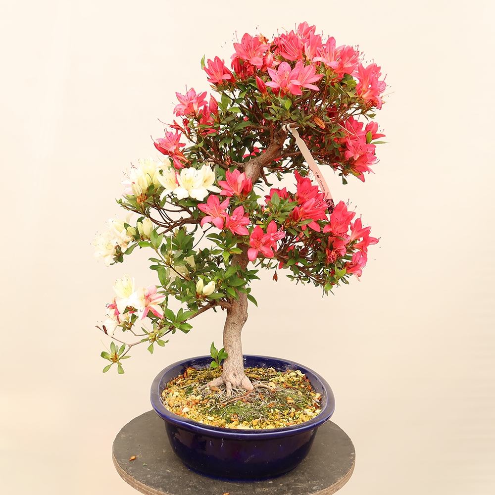 Bonsai da esterno - Azalea giapponese - Azalea CHIHIRO