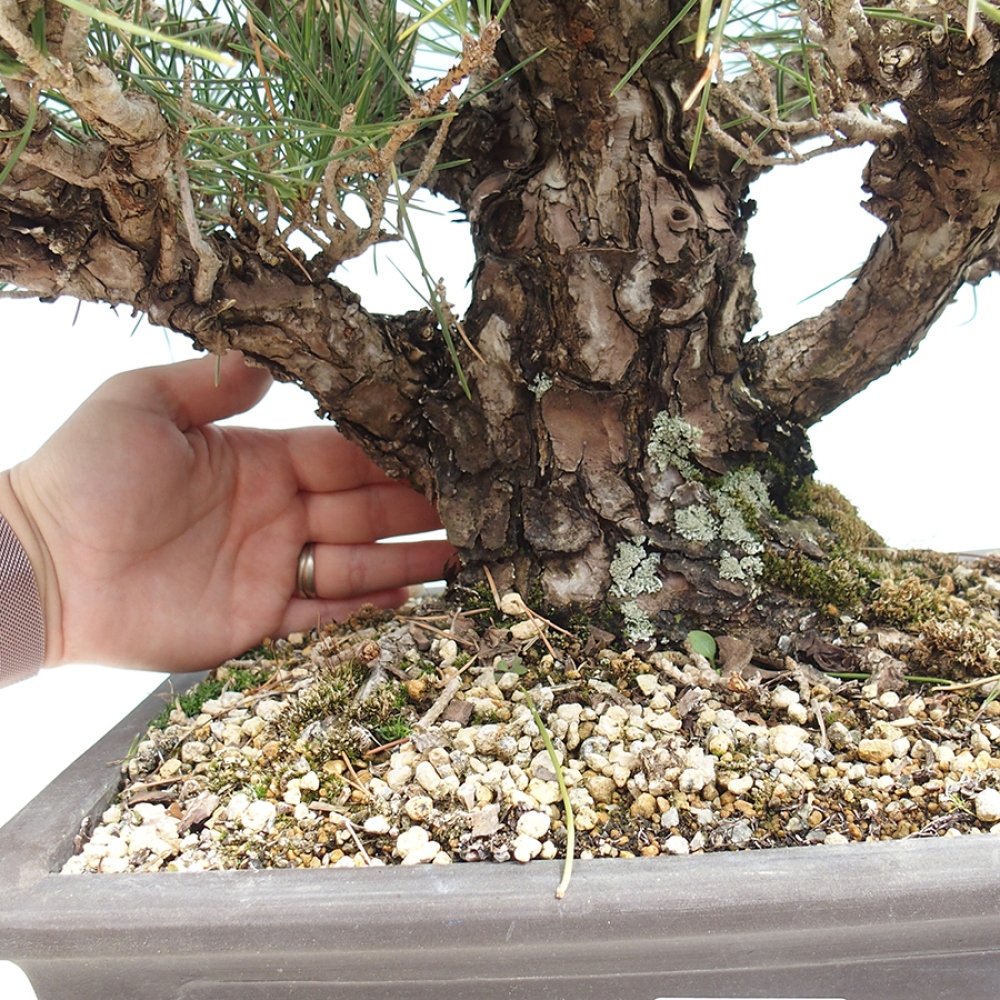 Bonsai da esterno - Pinus thunbergii - Pino di Thunberg