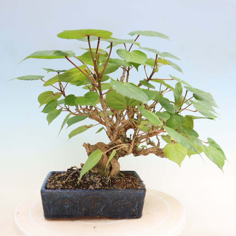 Bonsai da interno - Hibiscus tiliaceus - Ibisco marino
