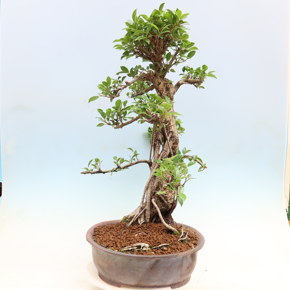Camera bonsai - Ficus kimmen - ficus a foglie piccole