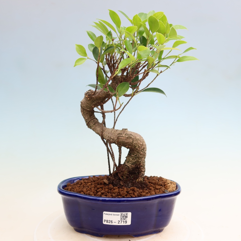 Camera bonsai - Ficus kimmen - ficus a foglie piccole