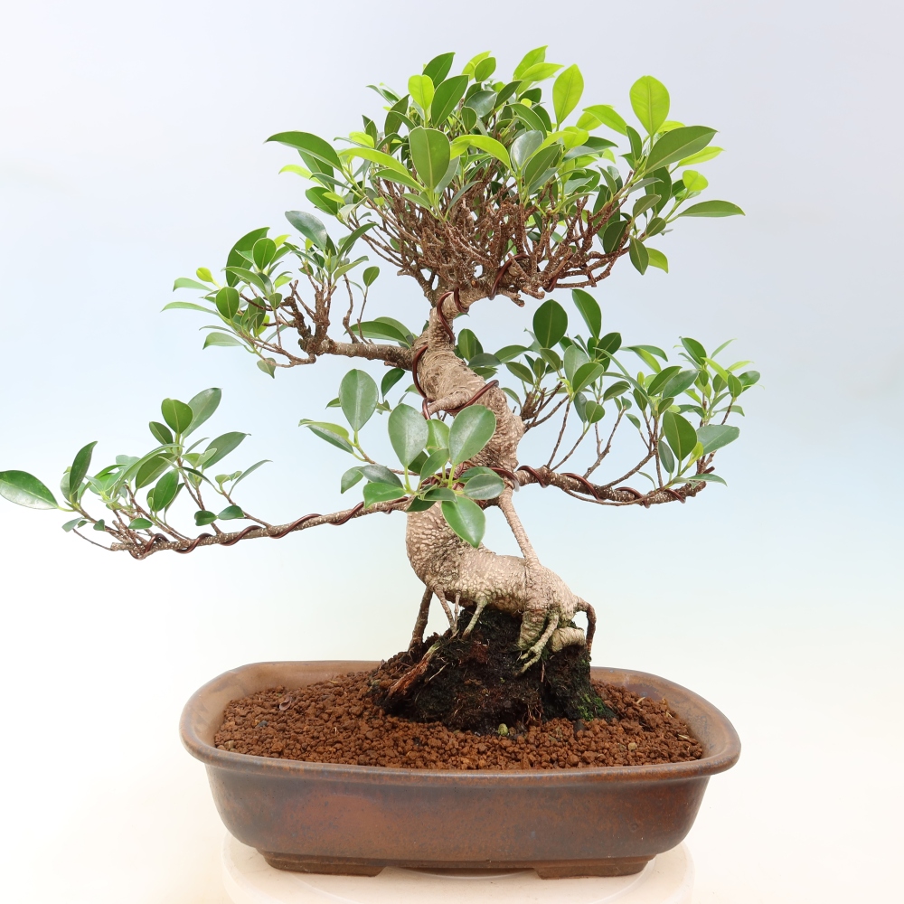 Camera bonsai - Ficus kimmen - ficus a foglie piccole