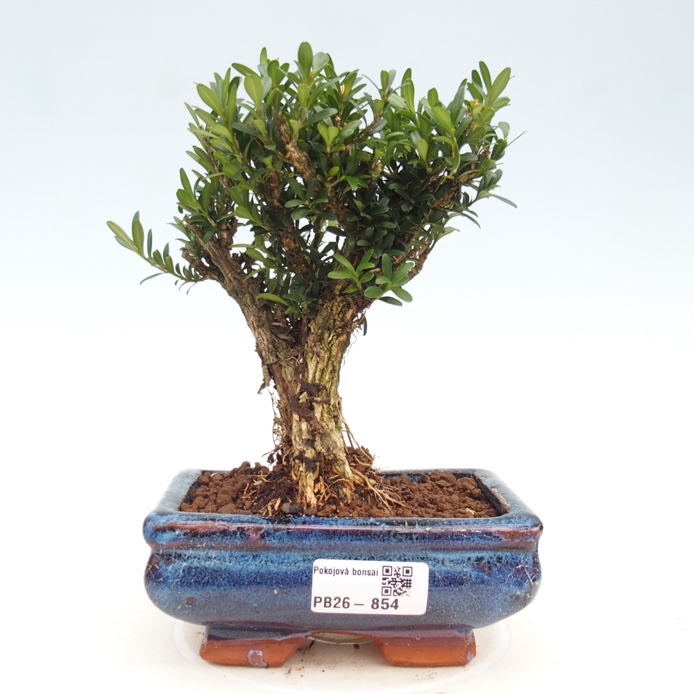 Camera bonsai - Buxus harlandii - buxus da sughero