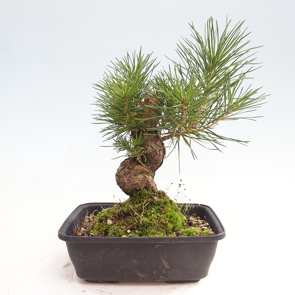 Bonsai da esterno - Pinus thunbergii - Pino di Thunberg