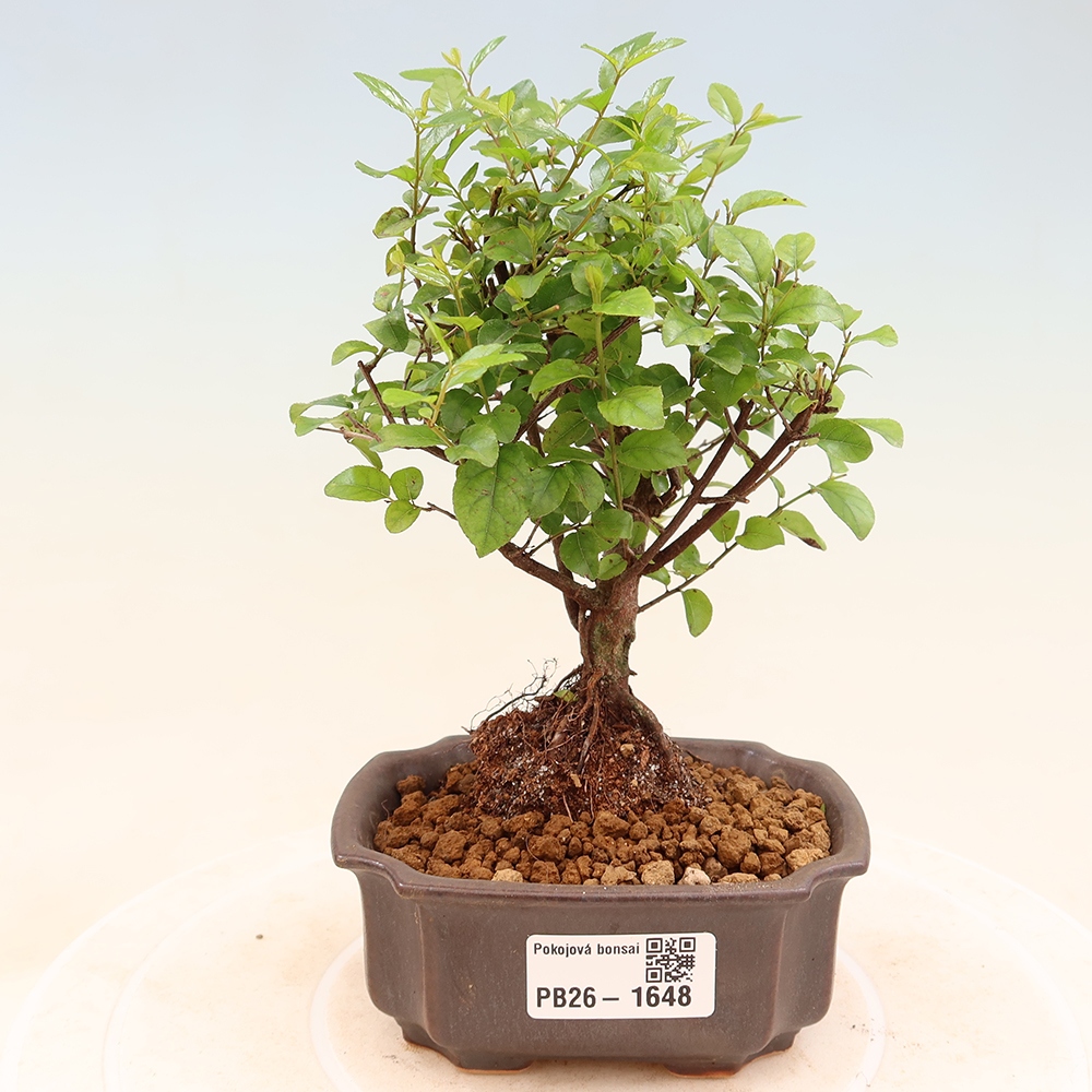 Camera bonsai - Sageretia thea - Sageretia thea