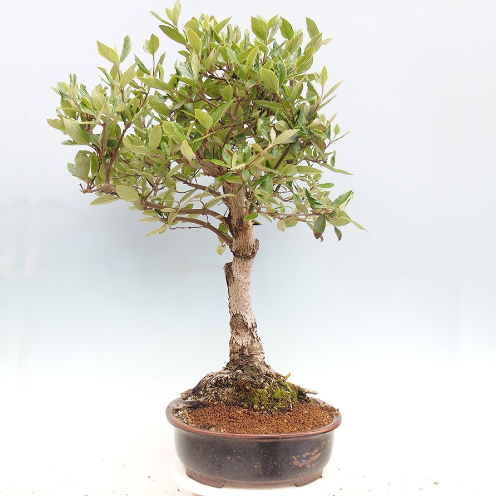 Bonsai all'aperto-Kalina Bodnanská - Viburum carlesii hemsi
