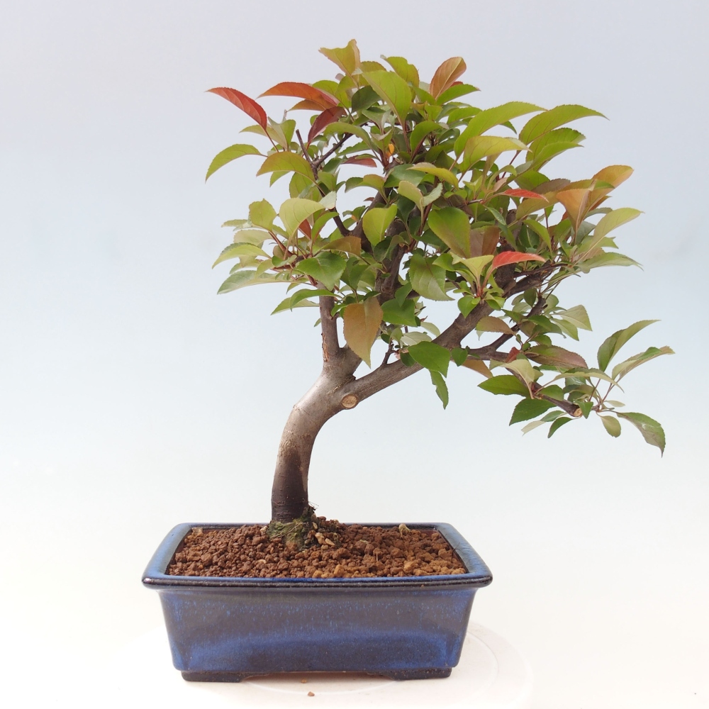 Bonsai da esterno -Malus domestica - Melo a piccoli frutti a foglie rosse