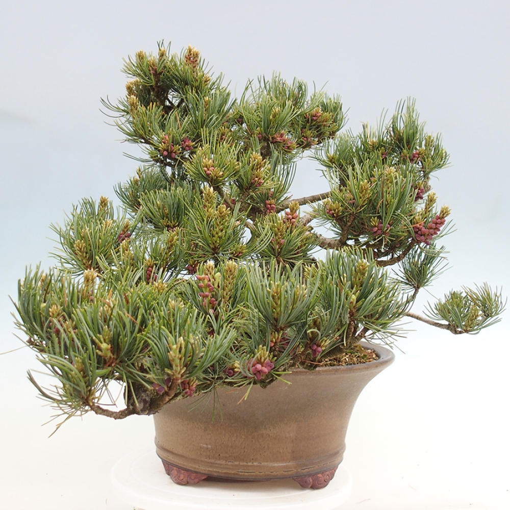 Bonsai da esterno - Pinus parviflora - Pinus parviflora