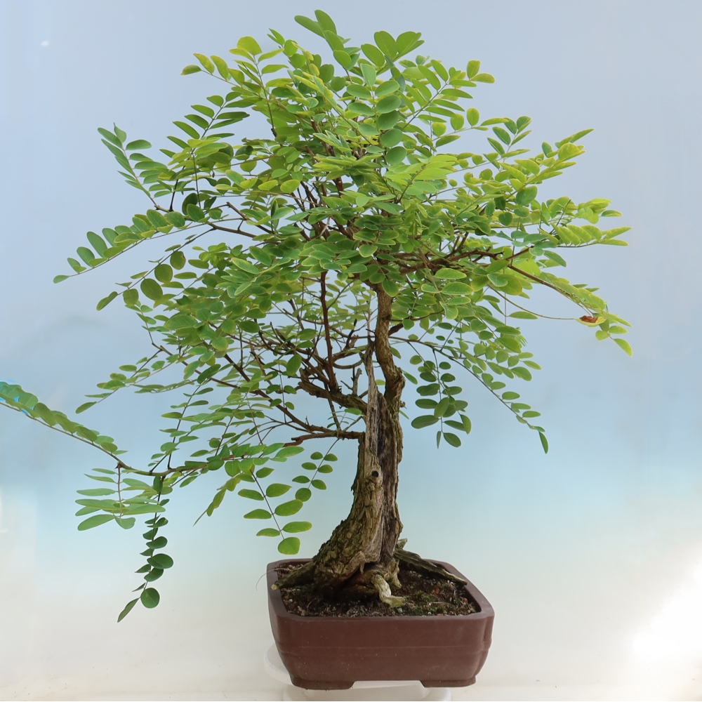 Bonsai da esterno - Acacia spinosa - Robinia pseudoacacia