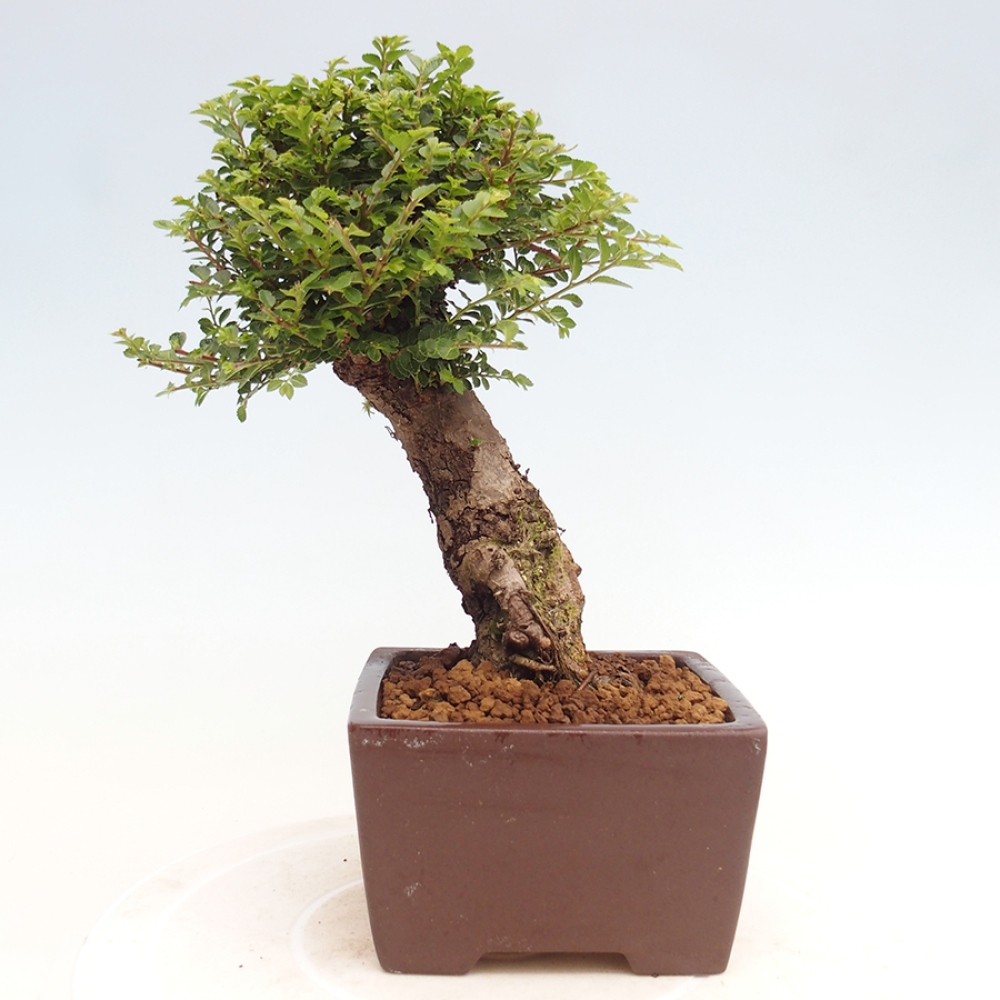 Bonsai da esterno - Ulmus parvifolia Hokkaido - Olmo cinese