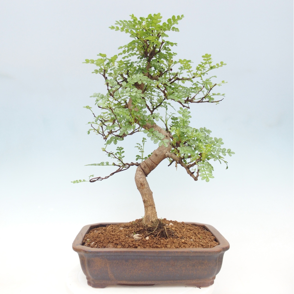 Camera bonsai - Zantoxylum piperitum - albero del pepe