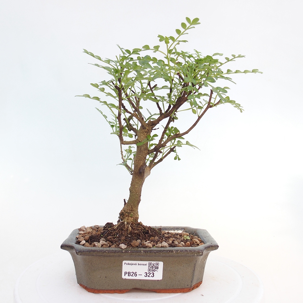 Camera bonsai - Zantoxylum piperitum - albero del pepe