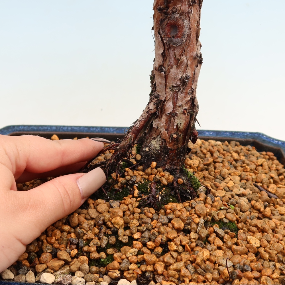 Bonsai da esterno - Juniperus chinensis Kishu