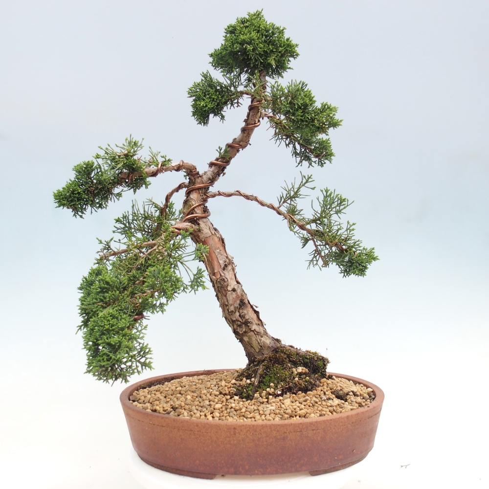 Bonsai da esterno - Juniperus chinensis Kishu