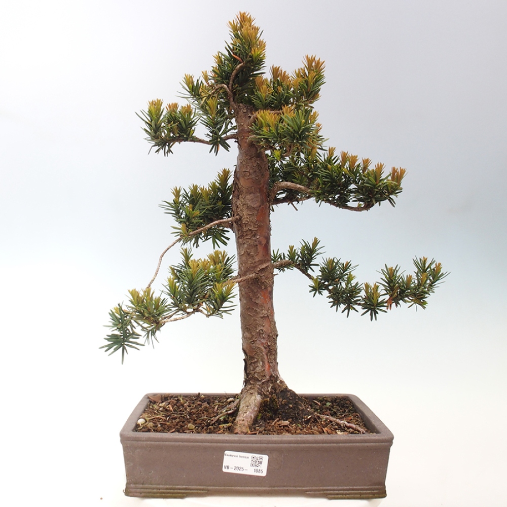 Bonsai da esterno - Taxus cuspidata - Tasso giapponese