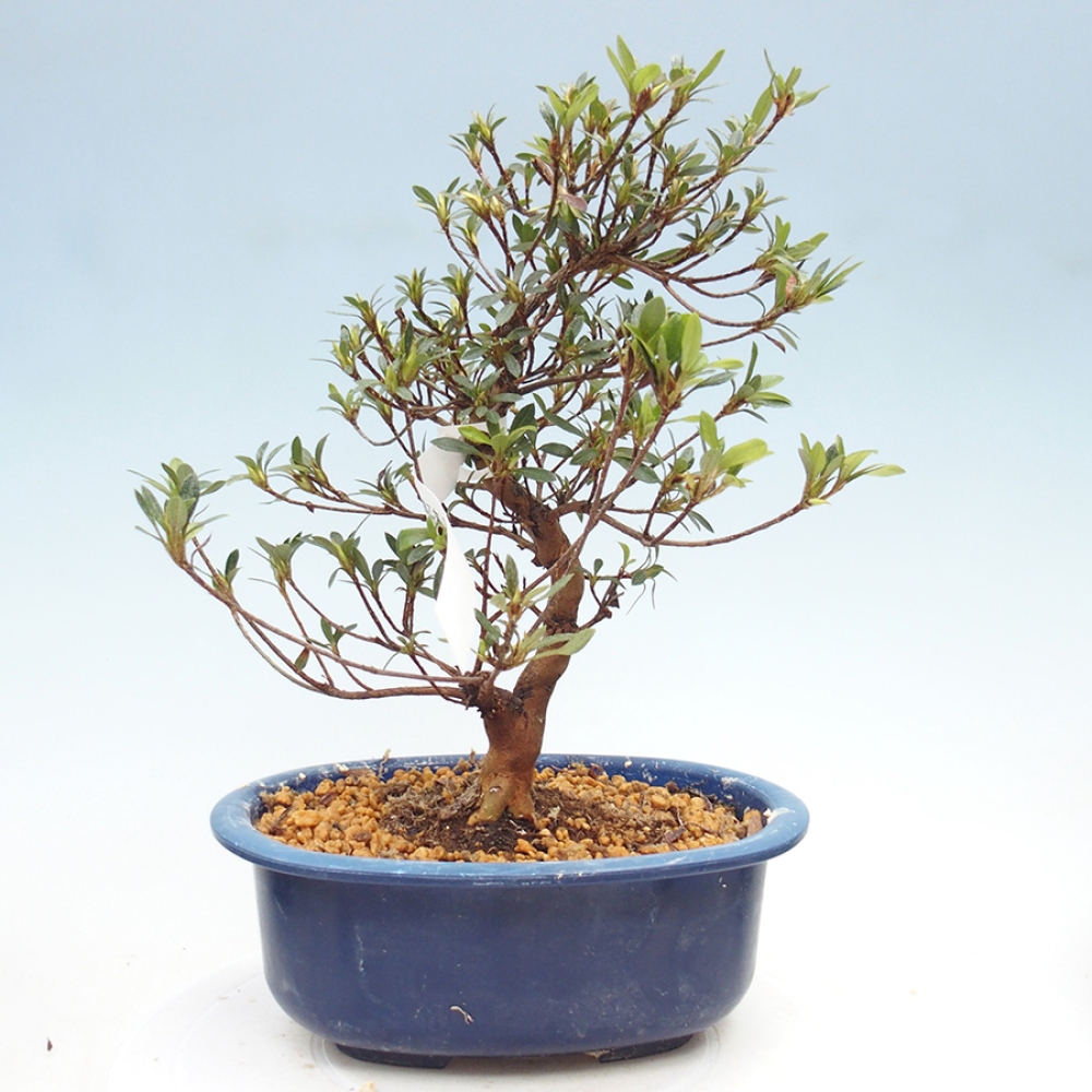 Bonsai da esterno - Azalea giapponese - Azalea Suigootome