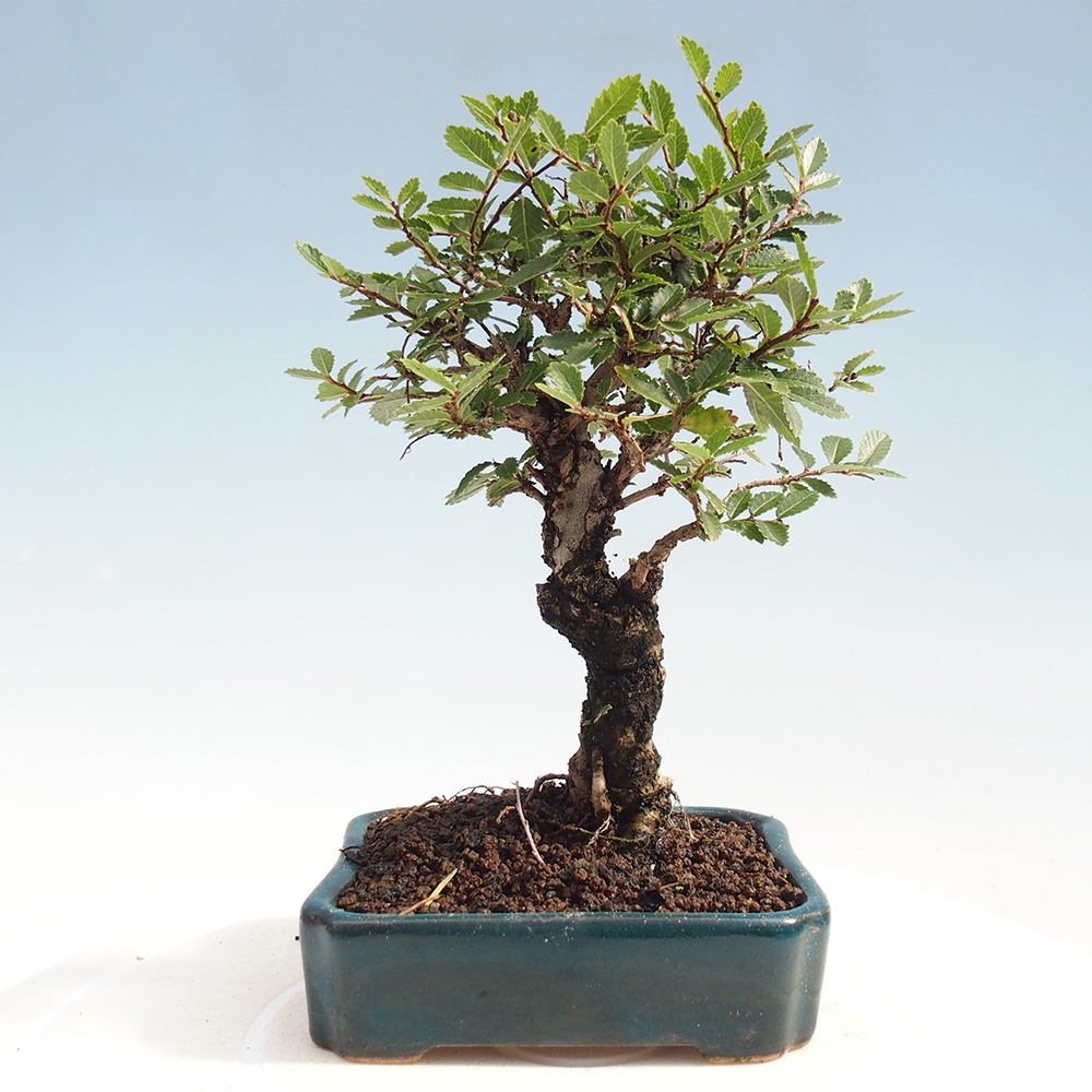 Bonsai da esterno - Zelkova - Zelkova NIRE