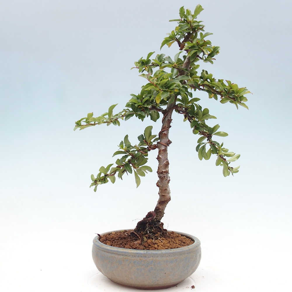 Bonsai da esterno-Pyracantha Teton -Hlox