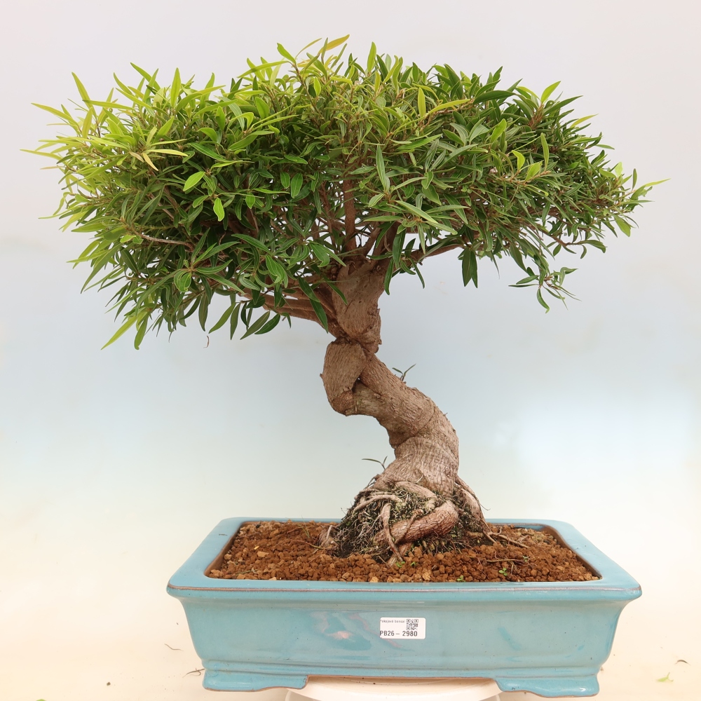 Camera bonsai - Ficus nerifolia - ficus a foglie piccole