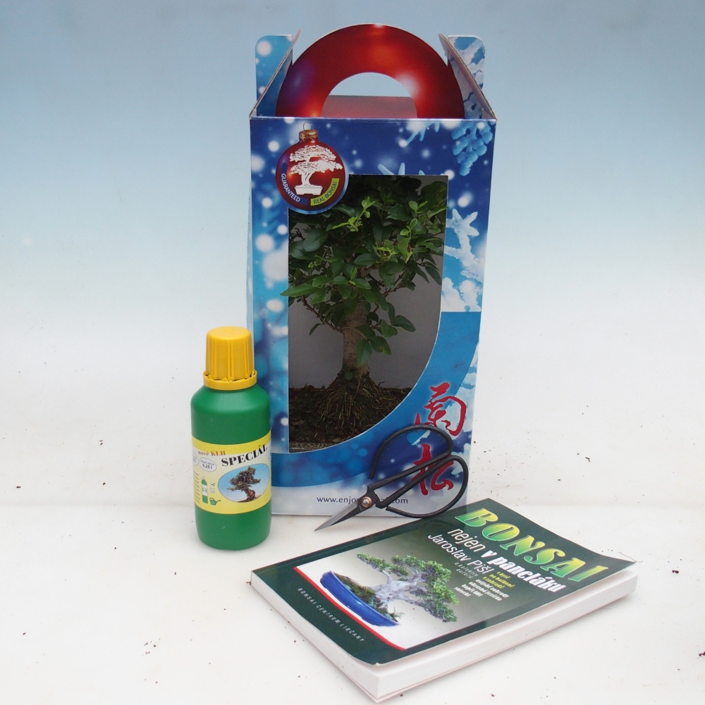 Bonsai da camera in scatola regalo Ligustrum chinensis - Becco d'uccello