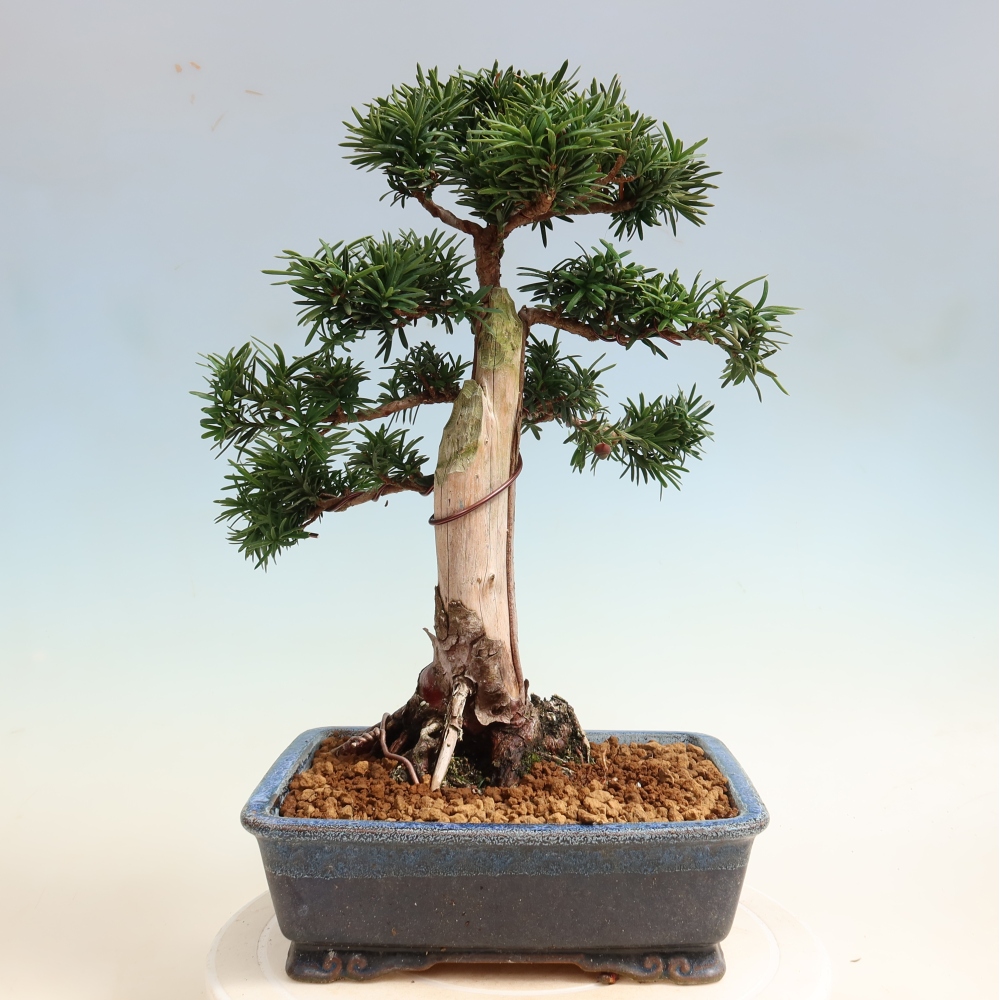 Bonsai da esterno - Taxus cuspidata - Tasso giapponese