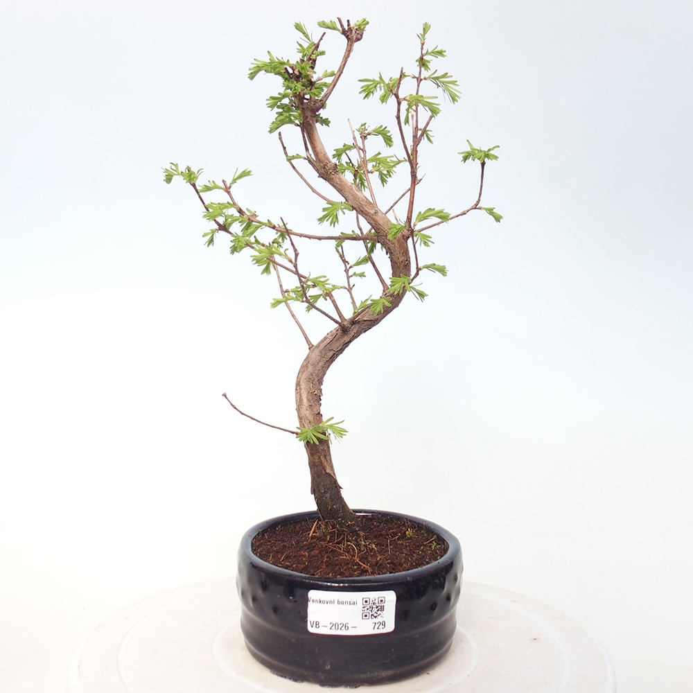 Bonsai da esterno - Metasequoia glyptostroboides - Metasequoia cinese