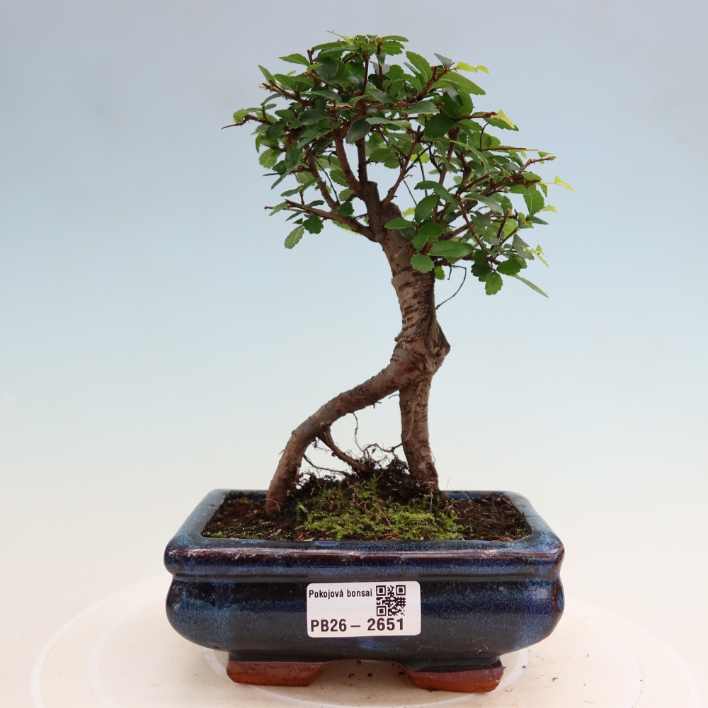 Camera bonsai - Ulmus parvifolia - Olmo a foglie piccole