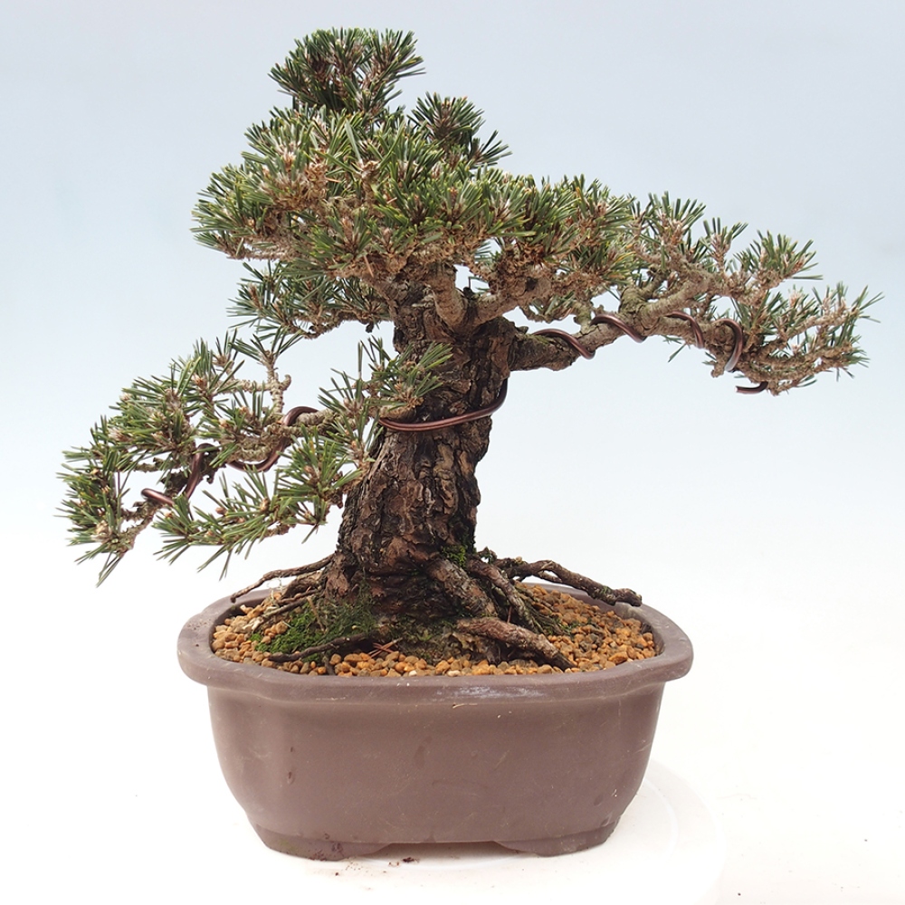 Bonsai da esterno - Pinus thunbergii Kotobuki - Pino di Thunberg