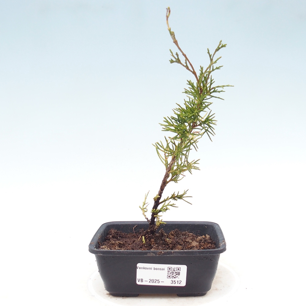 Bonsai da esterno - Juniperus chinensis Itoigawa