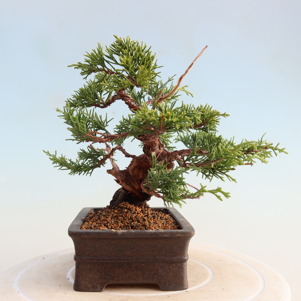 Bonsai da esterno - Juniperus chinensis Itoigawa