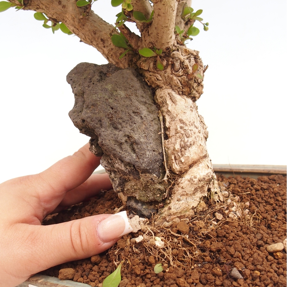 Bonsai da esterno - Berberis coreana