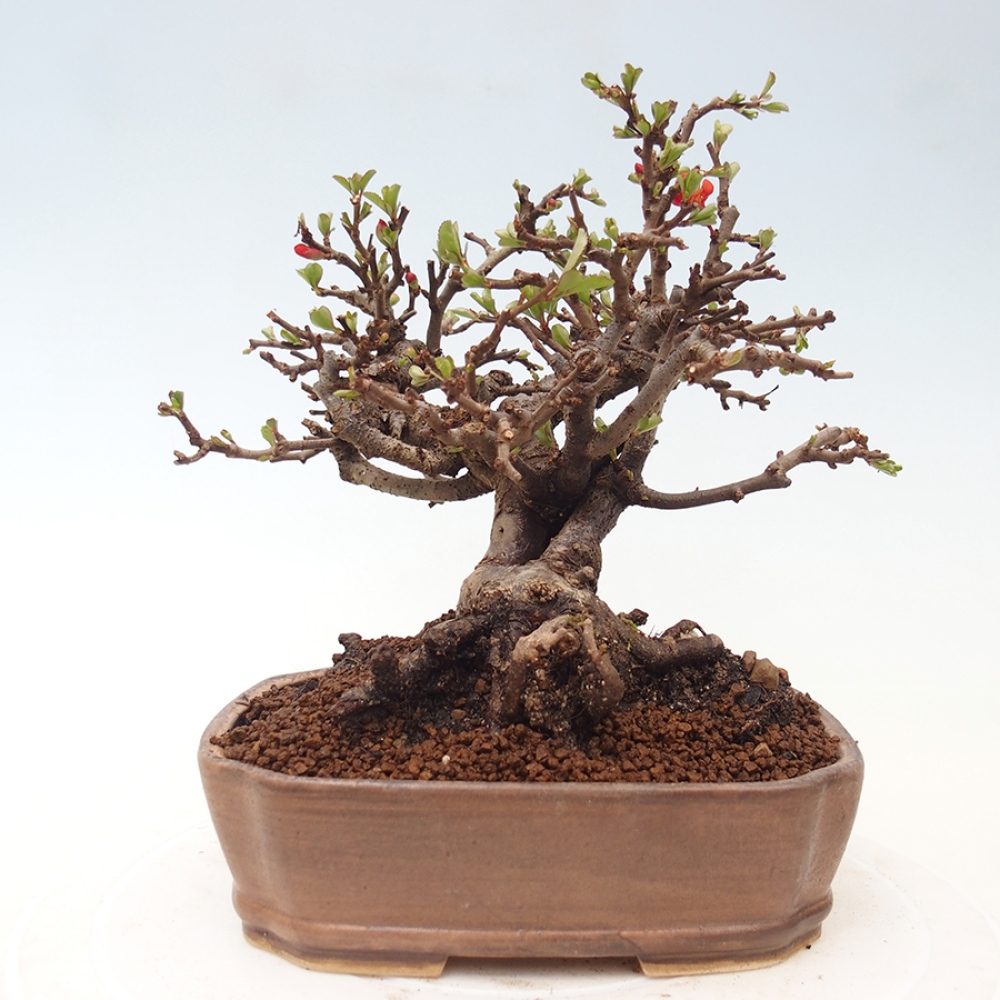 Bonsai da esterno - Chaneomeles speciosa - Cotogno