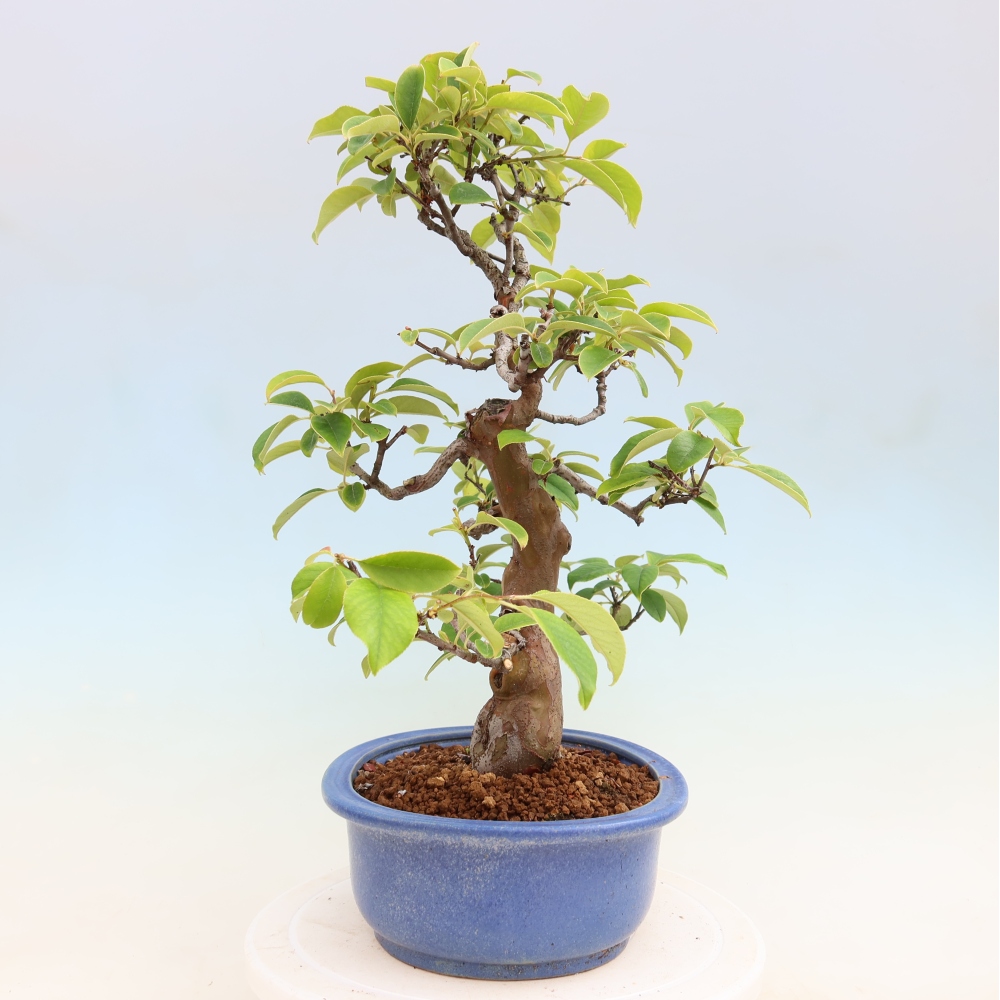 Bonsai da esterno - Pseudocydonia sinensis - Cotogno cinese