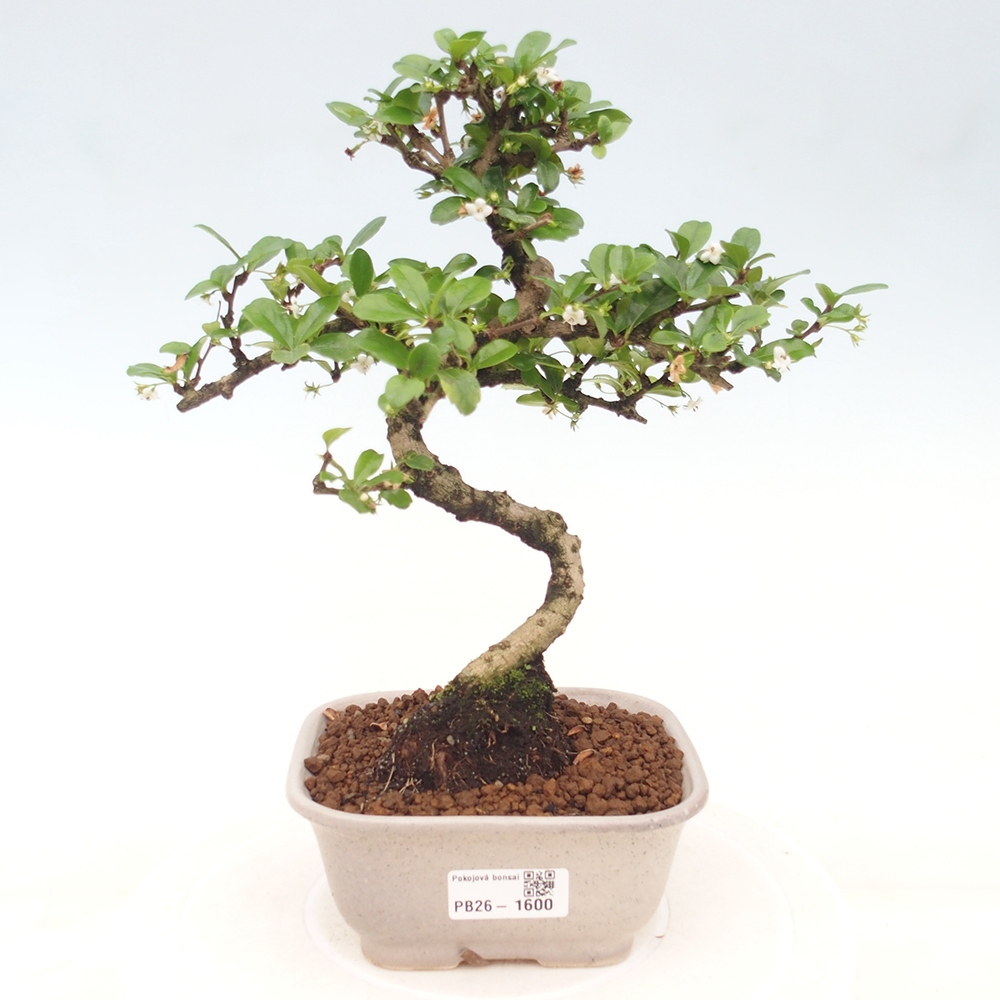 Camera bonsai - Carmona macrophylla - Tea fuki