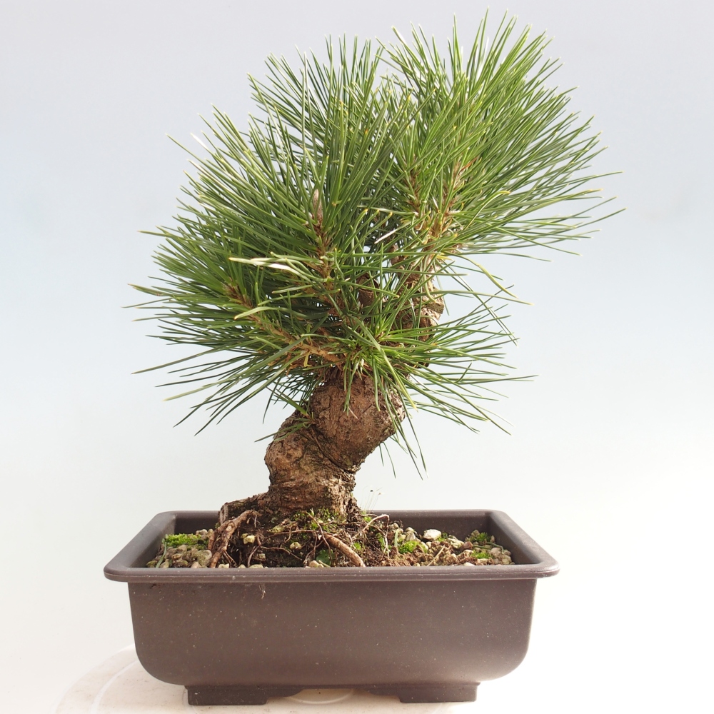 Bonsai da esterno - Pinus thunbergii - Pino di Thunberg