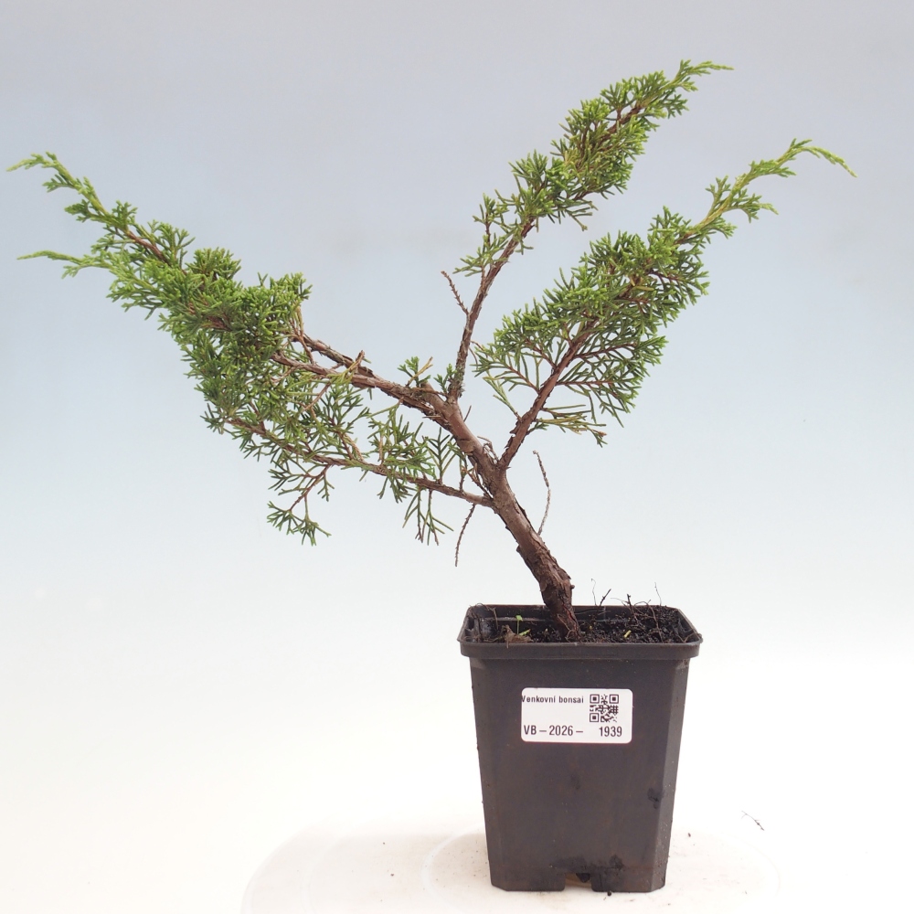 Bonsai da esterno - Juniperus chinensis Itoigawa