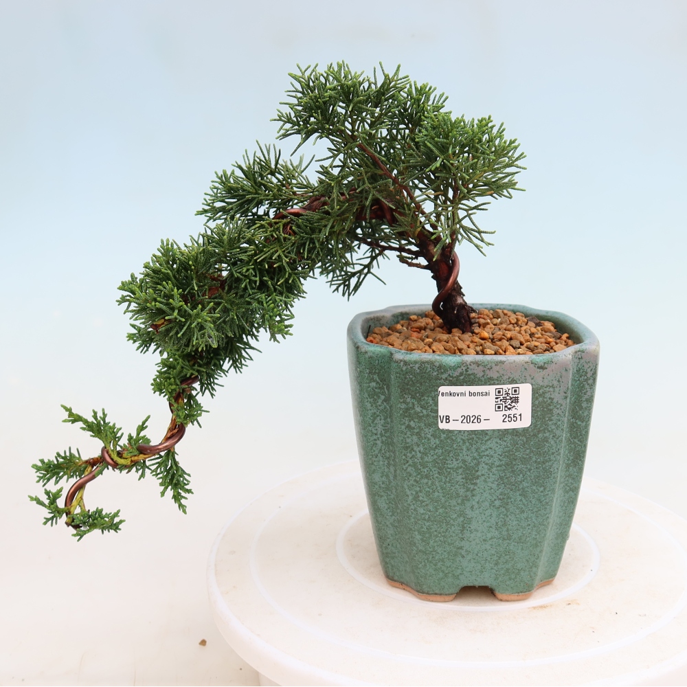 Bonsai da esterno - Juniperus chinensis Kishu