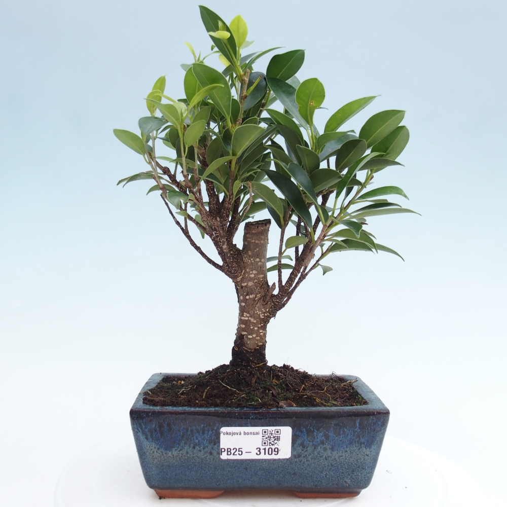 Camera bonsai - Ficus retusa - ficus a foglie piccole