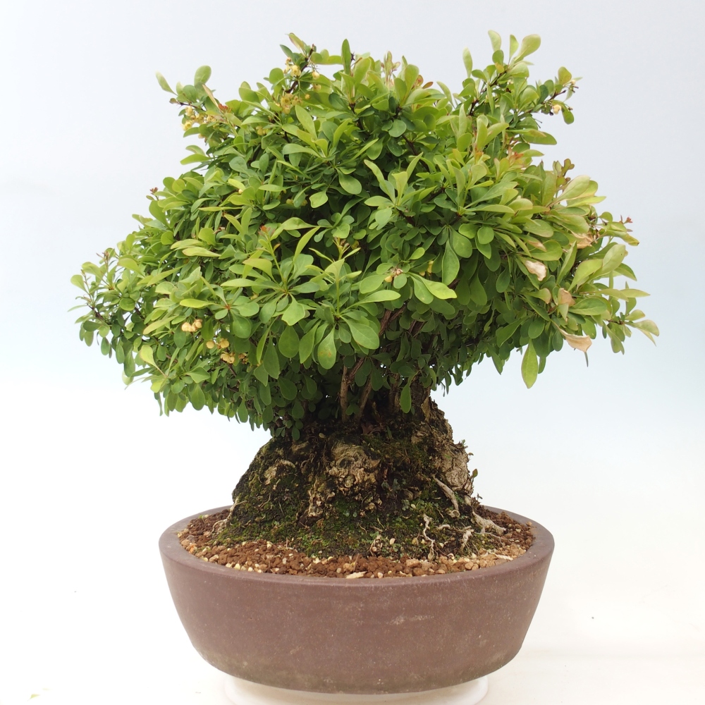 Bonsai da esterno - Crespino - Berberis thunbergii atropurpurea