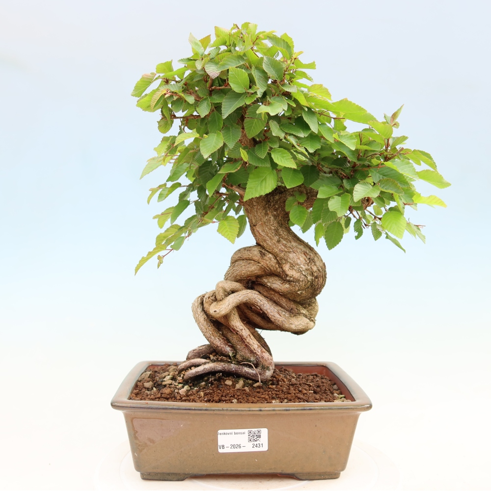 Bonsai da esterno -Carpinus Coreana - Carpino coreano