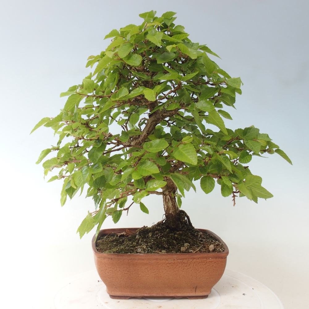 Bonsai da esterno -Carpinus CARPINOIDES - Carpino coreano