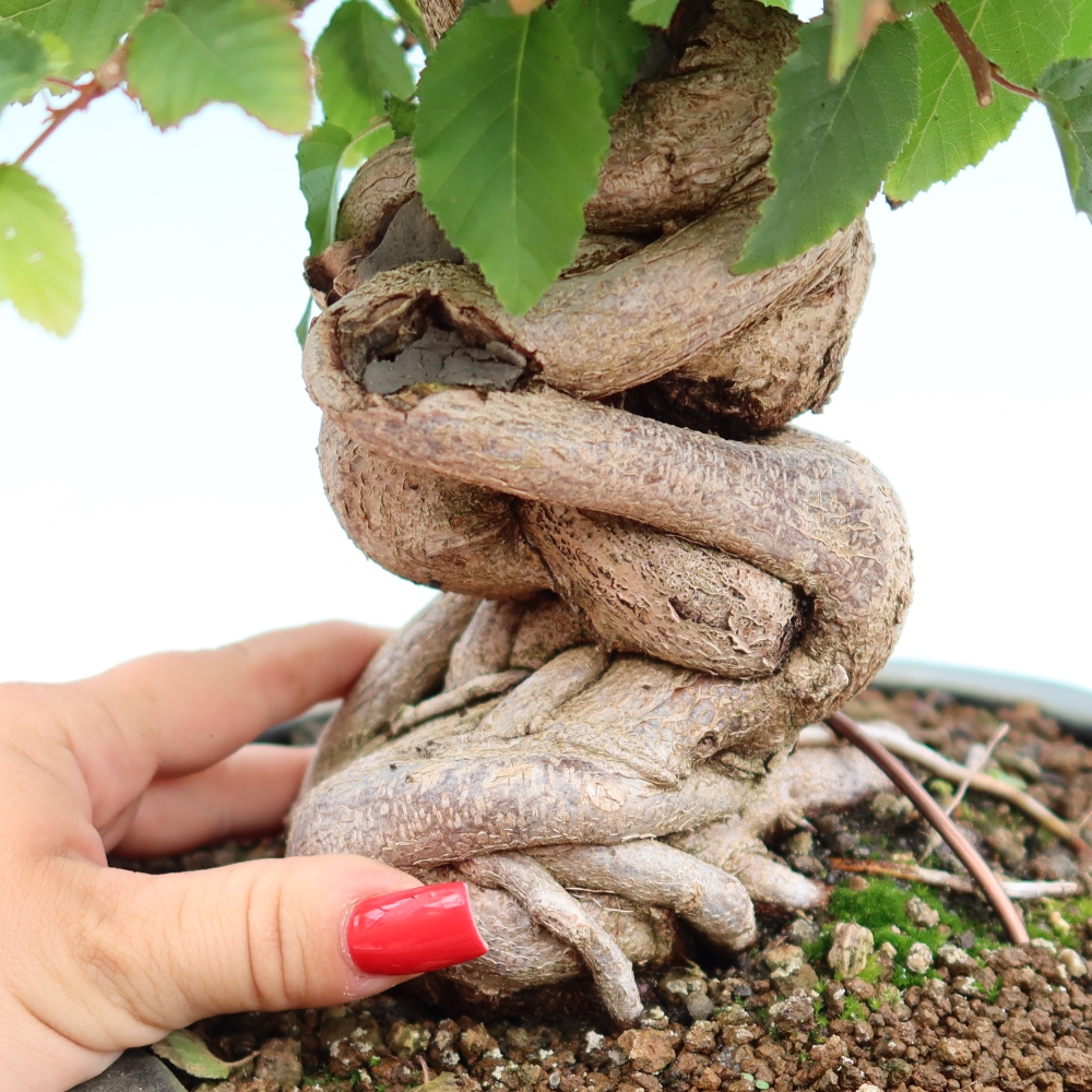 Bonsai da esterno -Carpinus Coreana - Carpino coreano