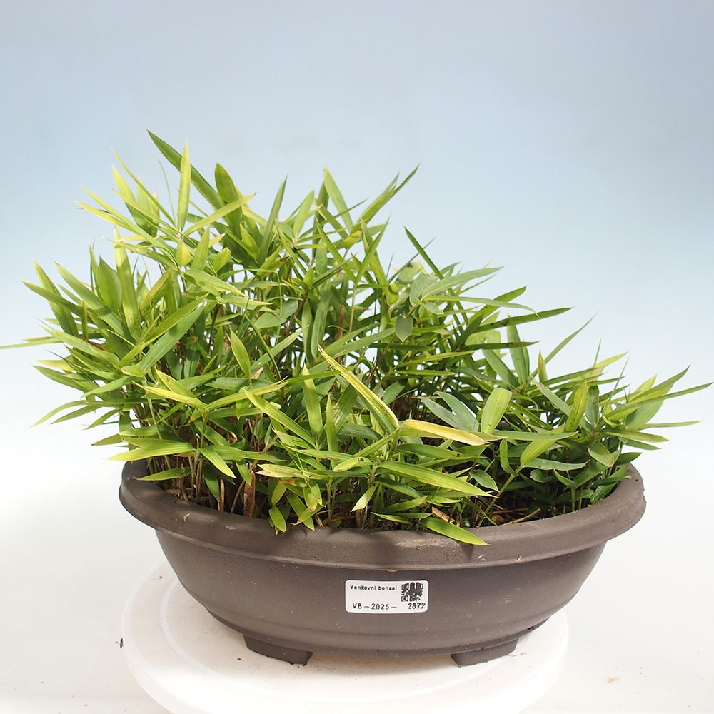 Bonsai da esterno - Pleioblastus argenteostriatus f.pumilus - Bambù nano