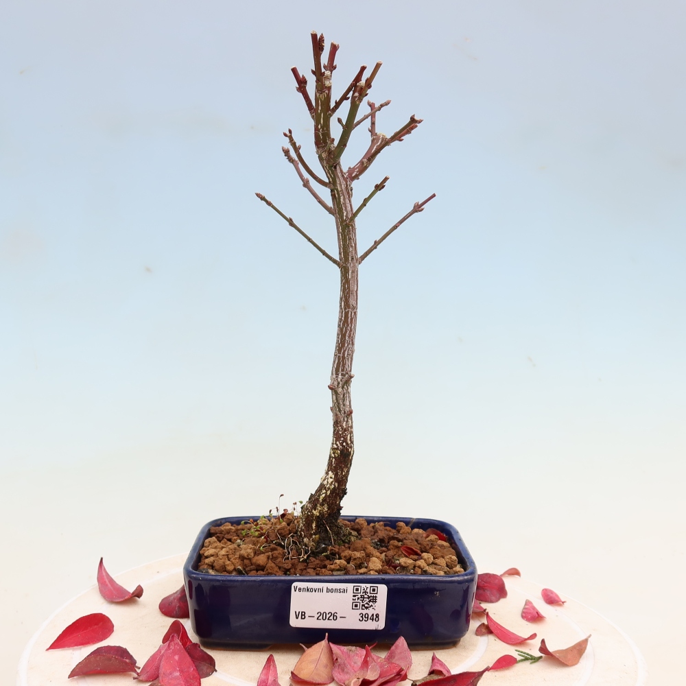 Bonsai da esterno -  Euonymus alatus comactus  - euonymus alato