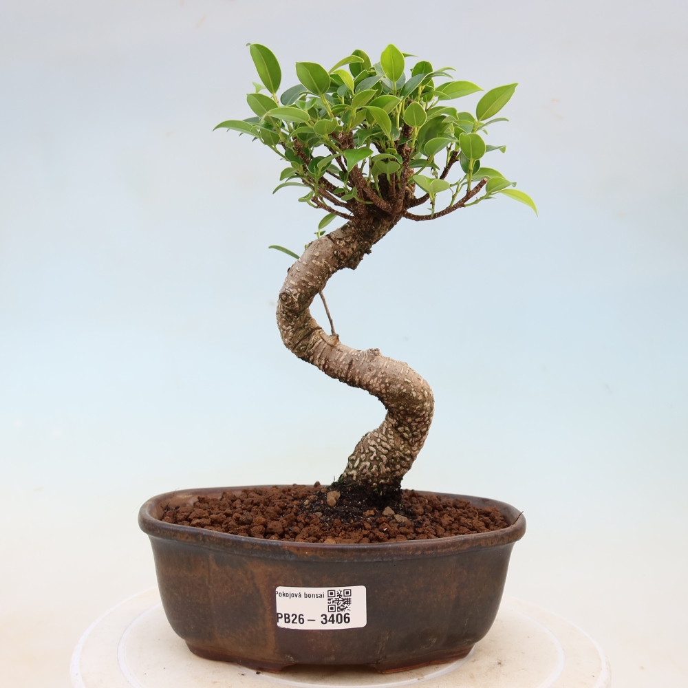 Camera bonsai - Ficus kimmen - ficus a foglie piccole