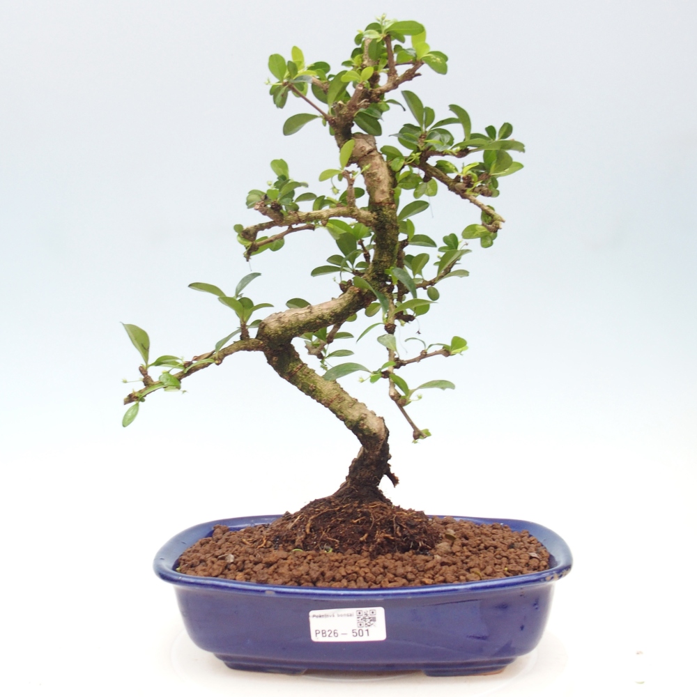 Camera bonsai - Carmona macrophylla - Tea fuki