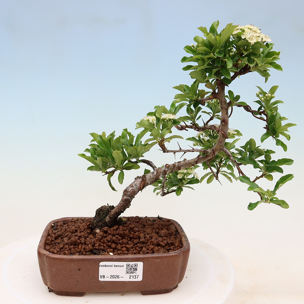 Bonsai da esterno - Pyracantha teton - Pyracantha scarlatta