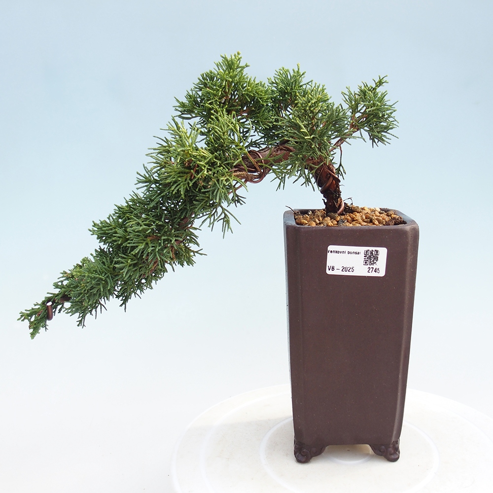 Bonsai da esterno - Juniperus chinensis Kishu